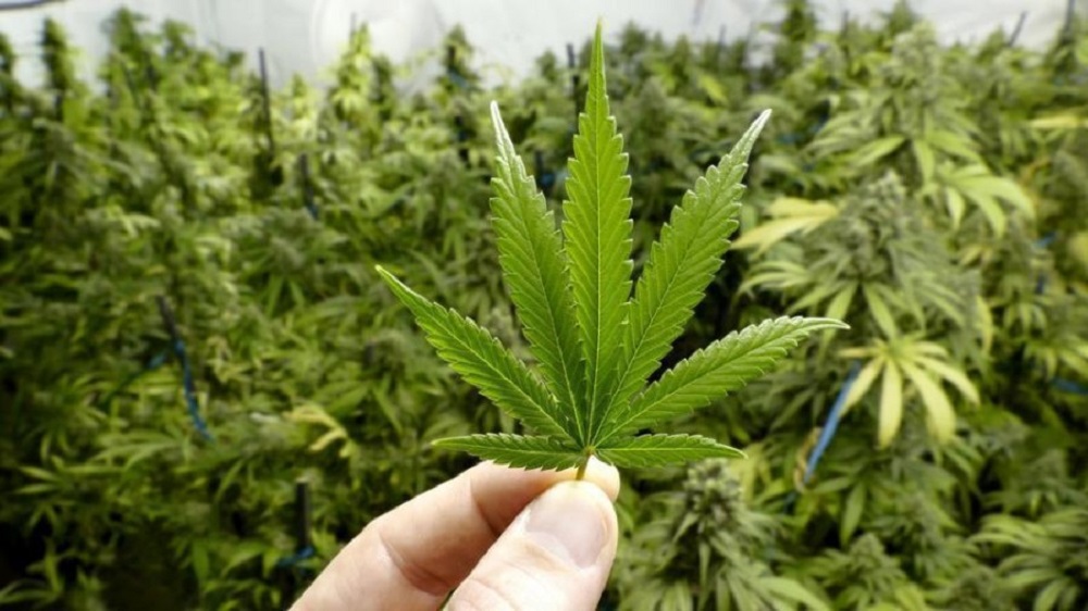 Zbardhet projektligji per legalizimin e kanabisit, nga kushtet tek siperfaqja e lejuar